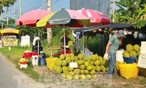 Cám cảnh 'trái cây vua': Tiểu thương thờ ơ, người trồng mỏi mòn chờ khách