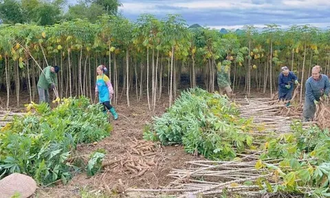 Ngoài sầu riêng, một nông sản khác từ Việt Nam là đối thủ lớn của Thái Lan: Trung Quốc săn mua gần 90% sản lượng, nước ta xuất khẩu đứng thứ 2 thế giới