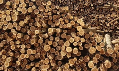 Mỹ vừa đổ gần 2 tỷ USD săn 'báu vật' của Việt Nam: thuế nhập khẩu 0%, Việt Nam là đối tác lớn nhất của Mỹ ở mặt hàng này