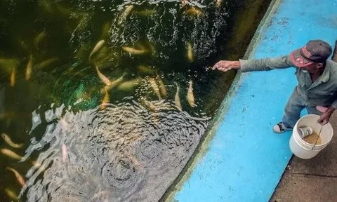 Trước khi mang giống lúa gây sốt sang Cuba, hóa ra Việt Nam đã mang công nghệ nuôi cá ‘đổi đời’ sang đây từ 14 năm trước, thu kết quả ấn tượng chỉ trong 3-4 tháng