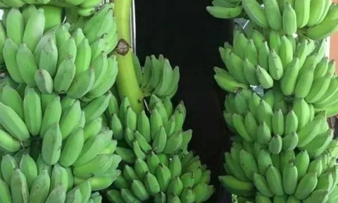 Chuối dự báo sớm gia nhập "câu lạc bộ" xuất khẩu tỷ đô