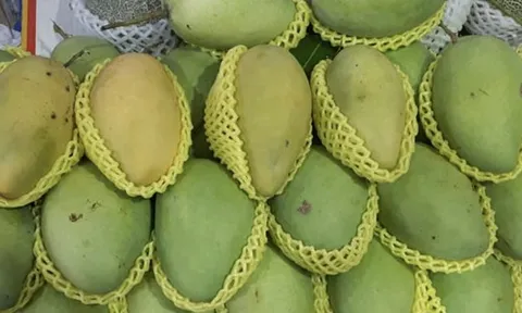 Giá nông thủy sản miền Tây: Nhà vườn không còn xoài cát Hòa Lộc để bán