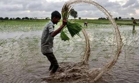 Philippines, Senegal dừng nhập khẩu, gạo Việt đang xoay trục sang những thị trường nào?