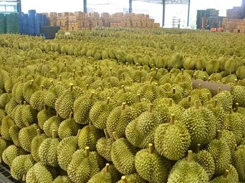 Vừa gia nhập thị trường Trung Quốc chưa được bao lâu, đối thủ sầu riêng của Thái Lan, Việt Nam bất ngờ gặp khó, năng suất thấp nhất trong 1 thập kỷ
