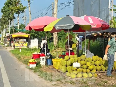 Sầu riêng ‘rẻ như bèo’ bán đầy đường