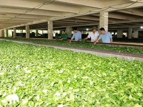 Mỹ săn nghìn tấn 'vàng xanh' của Việt Nam: thuế nhập khẩu 0%, Việt Nam là ông trùm đứng thứ 5 thế giới