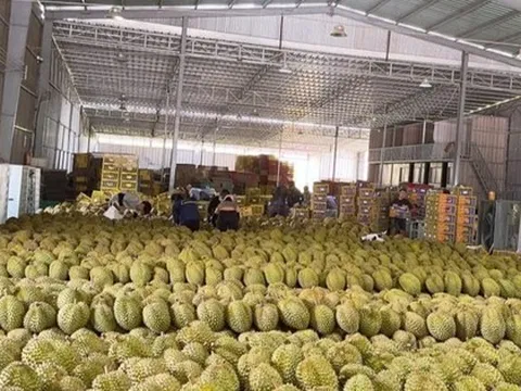 'Vua trái cây' rớt giá thảm: Đằng sau việc nhà nhà, người người trồng sầu riêng