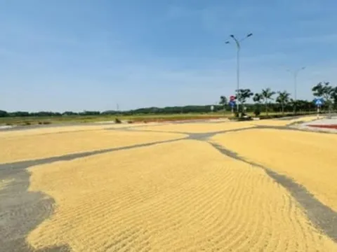 Làm đường tiền tỷ chỉ để… phơi lúa?