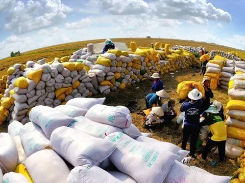 An ninh lương thực châu Á bị đe dọa, gạo Việt đứng giữa 'tâm bão'
