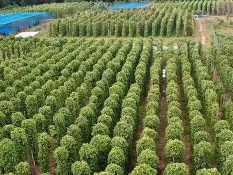 Mỹ bất ngờ săn lùng một 'mỏ vàng' đắt đỏ của Việt Nam: Nước ta xuất khẩu bằng cả thế giới cộng lại, thu về nửa tỷ USD kể từ đầu năm