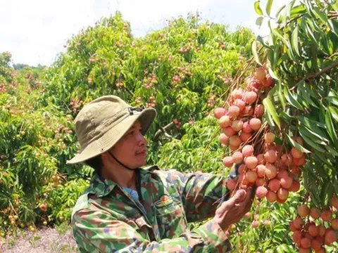 Vải thiều Đắk Lắk chín sớm, ồ ạt xuất ngoại