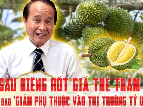 Sầu riêng rớt giá thê thảm, làm sao ‘giảm phụ thuộc vào thị trường tỷ USD’?