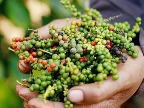 Lý do Việt Nam phải chi hàng chục triệu USD nhập khẩu hồ tiêu mỗi tháng