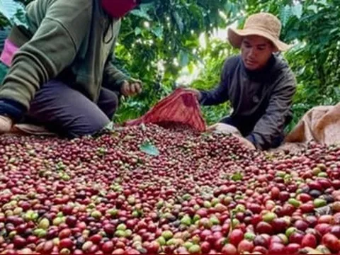 Xuất khẩu cà phê có thể vượt mốc 6 tỷ USD