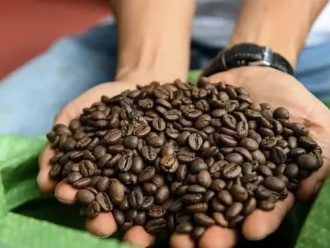 Giá cà phê giảm sâu