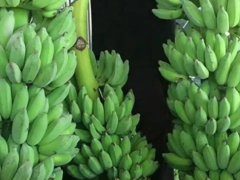 Chuối dự báo sớm gia nhập "câu lạc bộ" xuất khẩu tỷ đô