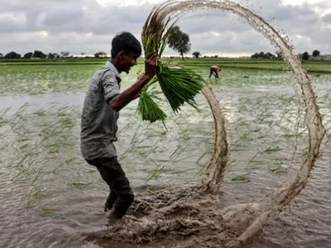 Philippines, Senegal dừng nhập khẩu, gạo Việt đang xoay trục sang những thị trường nào?