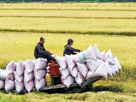 Giống lúa Việt mà nước nhập khẩu gạo số 1 thế giới muốn "lấy làm chuẩn thuế" hảo hạng đến đâu?