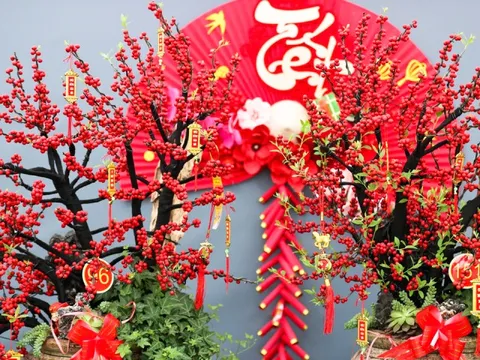 Đào đông khoe sắc đỏ rực đón Tết, giá lên đến vài trăm triệu đồng