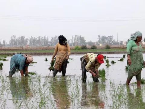 Vừa tuyên bố sẽ tự túc lương thực, khách ruột của gạo Việt lên kế hoạch đẩy mạnh xuất khẩu, 1 triệu tấn sẽ xuất đi những đâu?
