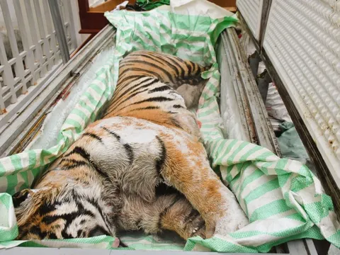 Phát hiện 2 cá thể hổ cấp đông trong hầm một ngôi nhà ở Thanh Hóa: Bí mật sau cánh cửa sắt khiến nhiều người rùng mình